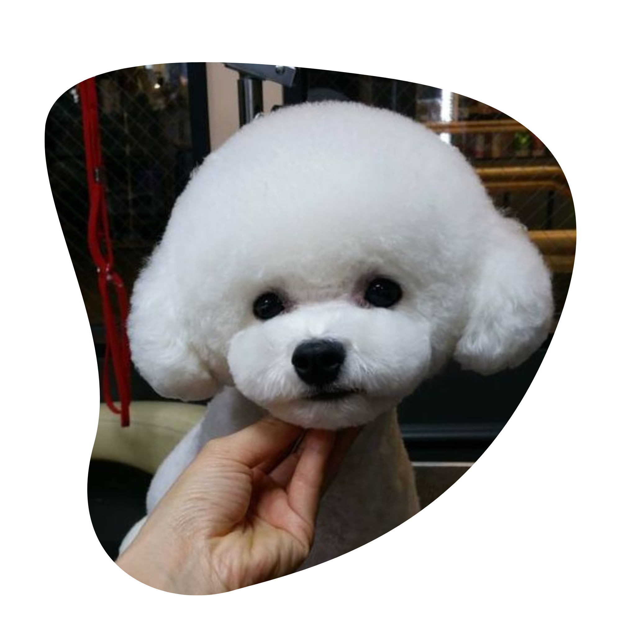 Bichon Frise Puppy after Teddy Bear hair cut